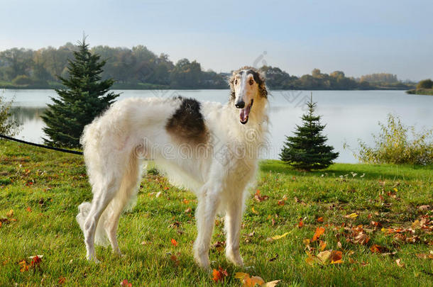 猎狼犬