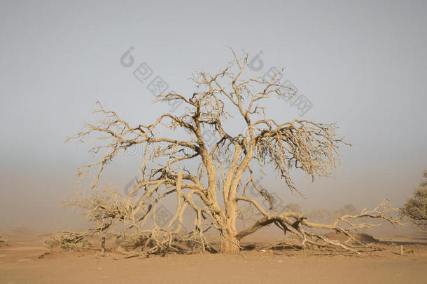 沙尘暴与树木