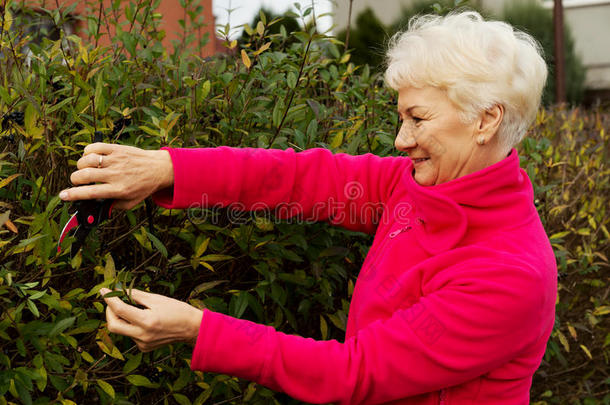 一位老太太正在修剪灌木。