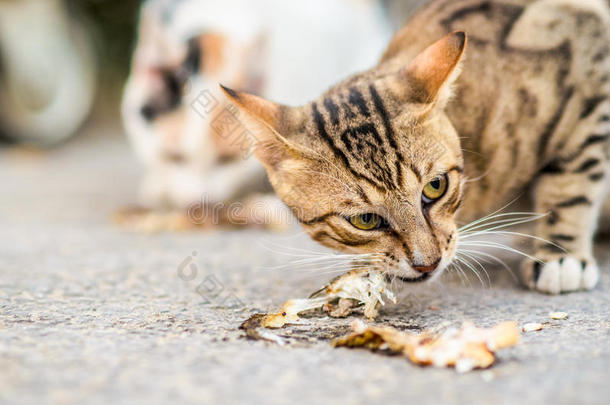 猫吃鱼