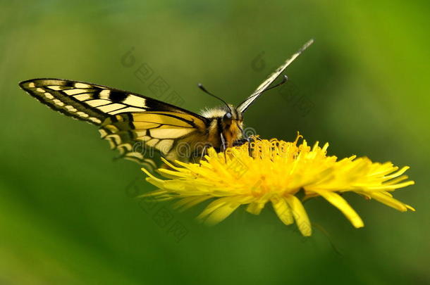 蝴蝶马洪。papilio machaon 3号