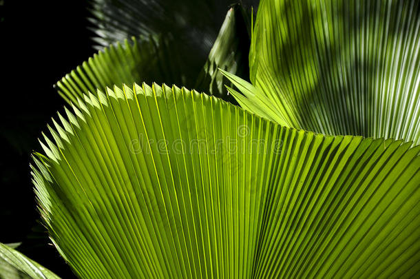 绿叶，植物园（里约热内卢，巴西）