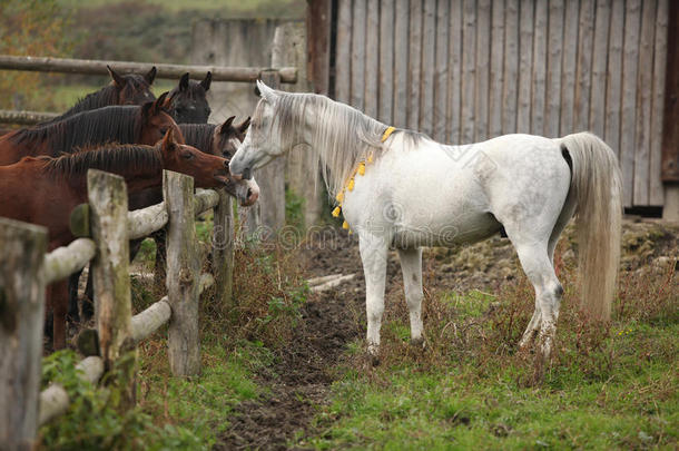 漂亮的白种马遇见其他马