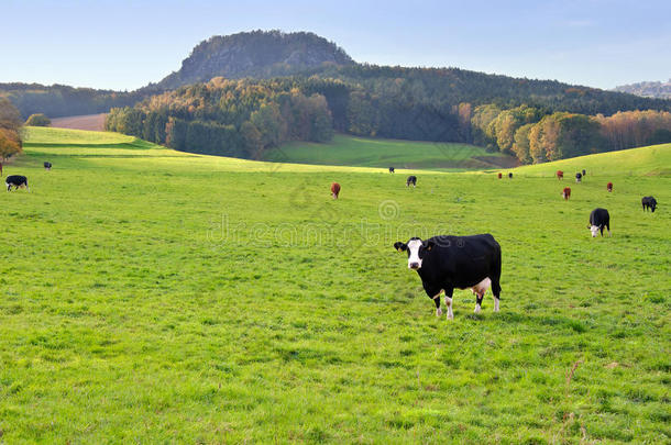 绿草地上的奶牛