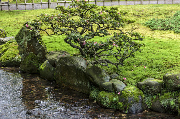 一个日本花园的碎片，一棵盆景树生长在一个树桩上