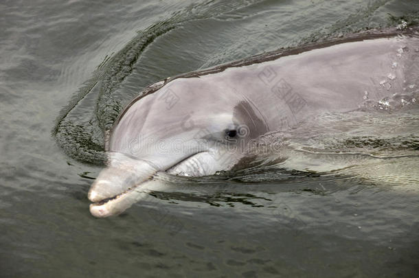 大西洋宽吻<strong>海豚</strong>（tursiops truncatus）