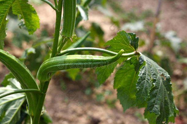 <strong>秋葵</strong>属<strong>植物</strong>