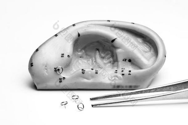 针刺耳穴模型