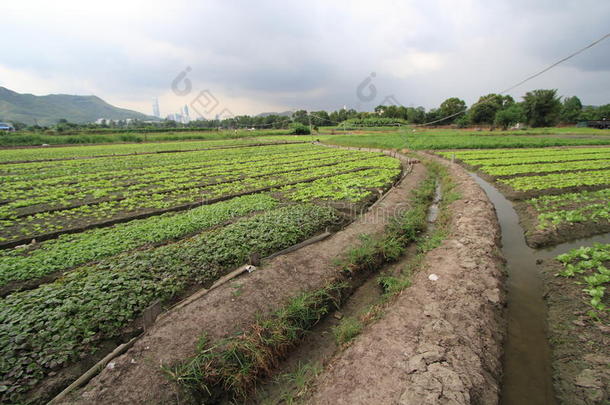 农业、农作物、田地、农场、丘陵、车站、种植园、农村、地区、水稻、土壤、草、土地、地块、景观、植物