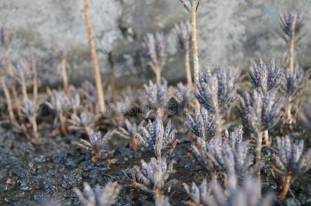 未知<strong>植物</strong>