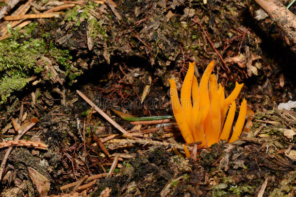 森林中的<strong>橙</strong>色<strong>珊瑚</strong>蘑菇