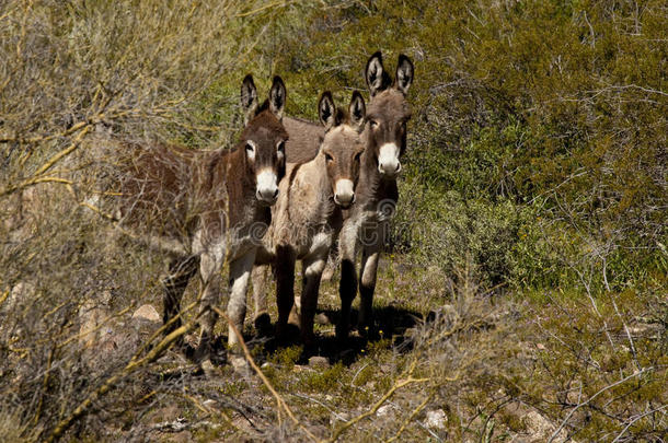 亚利桑那州的一小群野驴