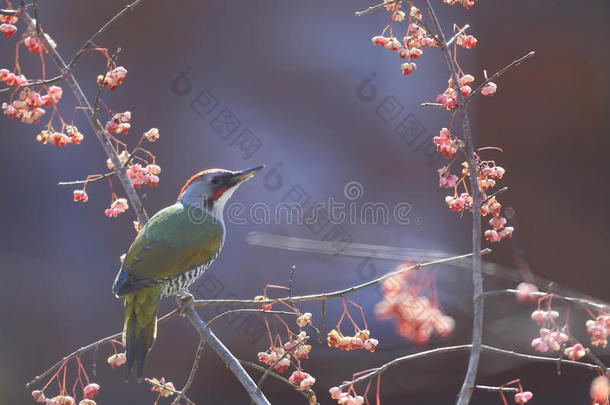 纺锤树枝上的绿啄木鸟