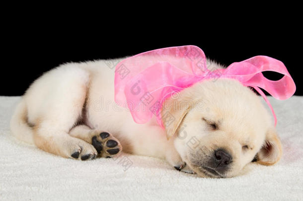 拉布拉多小狗睡在带粉红丝带的毯子上