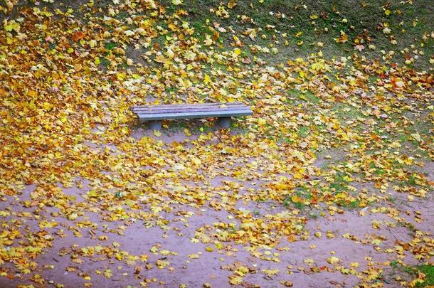 秋天城市公园里的板凳和枫叶