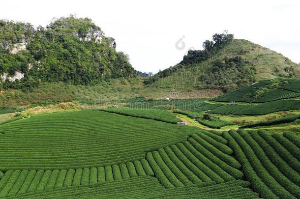 神奇的茶叶种植带