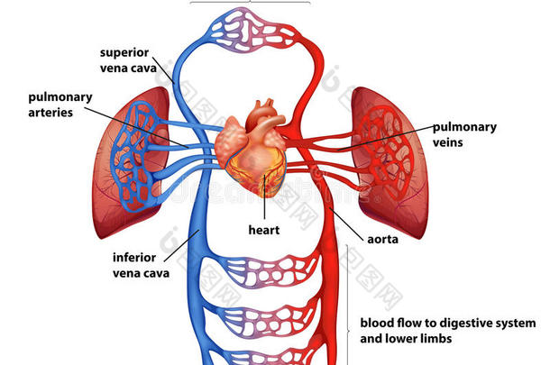人体循环系统的<strong>血液流</strong>动