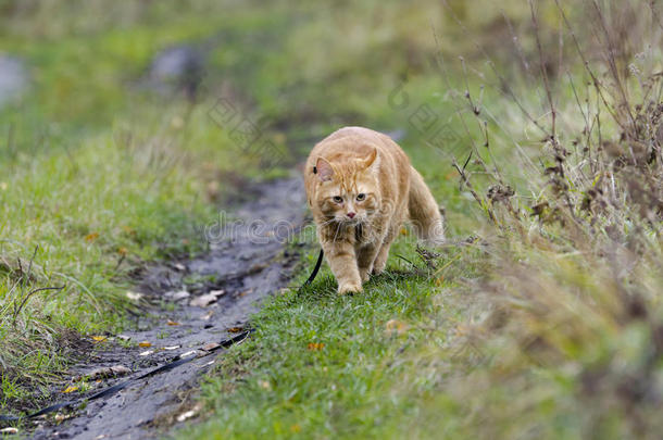 红猫牵着皮带在秋天的草地上散步