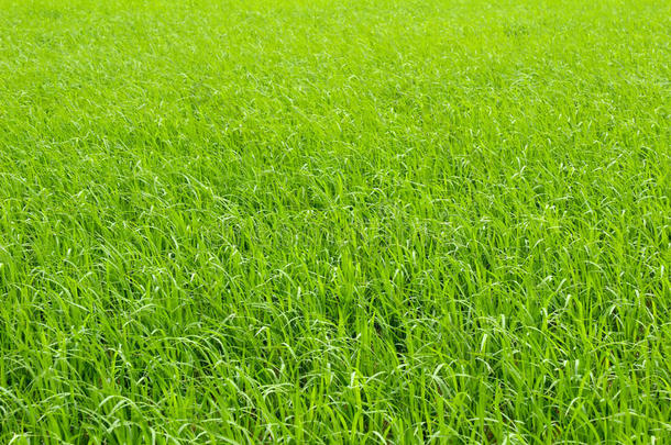 在农村种植水稻。亚洲水稻栽培