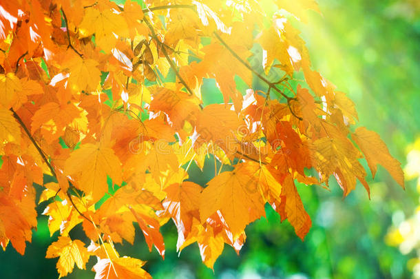 公园里的秋天枫树和阳光