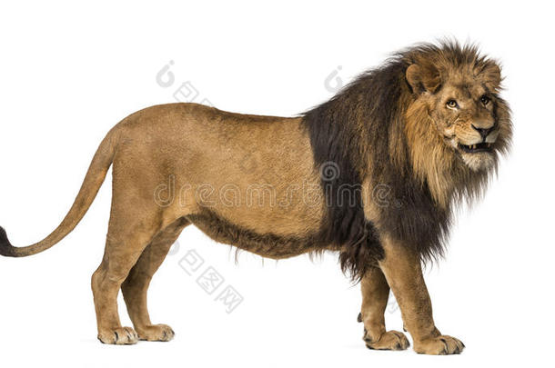 狮子<strong>吼叫</strong>的特写镜头，豹子狮子座，10岁，与世隔绝