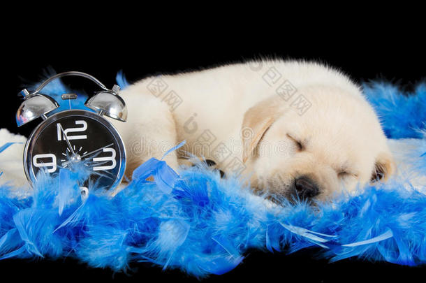 拉布拉多小狗睡在蓝色羽毛上带闹钟