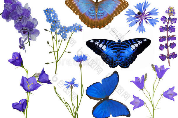 一套白色的蓝色花朵和蝴蝶