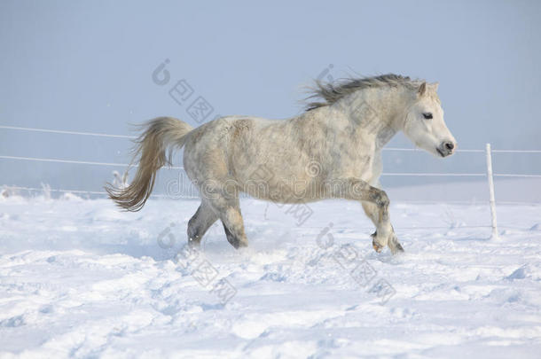 冬季奔跑的威尔士山骏马