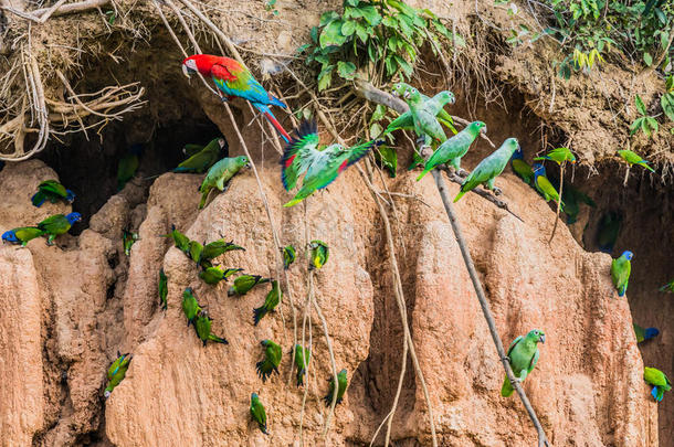 秘鲁亚马逊河丛林中泥泞的金刚鹦鹉