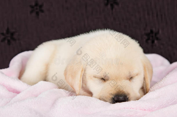 睡在粉色毛毯上的小狗拉布拉多犬