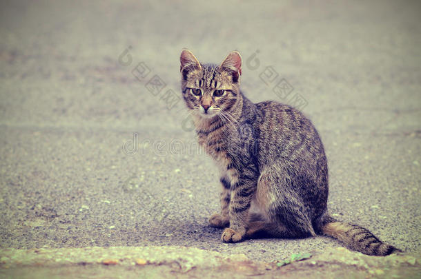 街上小猫的<strong>老照片</strong>