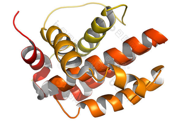 bcl-2蛋白。防止细胞凋亡（细胞死亡）