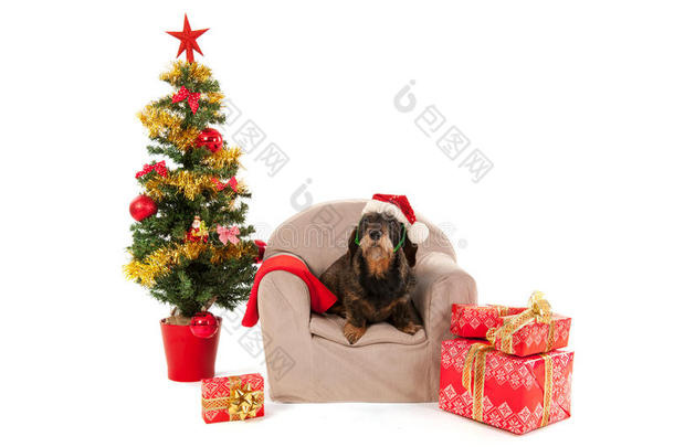 腊肠和圣诞树一起坐在椅子上