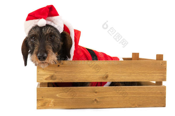 铁丝毛腊肠配圣诞套装木箱