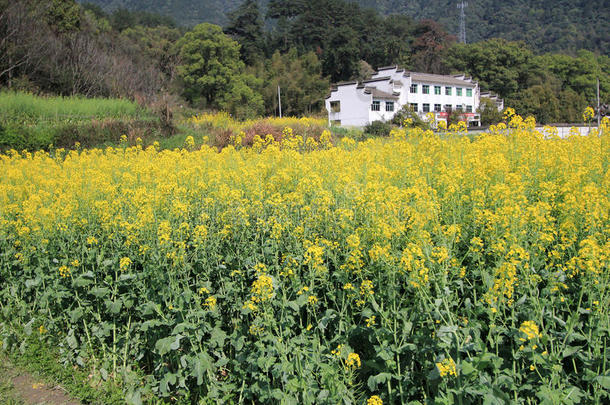 黄色，油菜，植物，芥末，油菜，和，卷心菜，科，花，田，芸苔，油菜，开花，野花，草原，cro