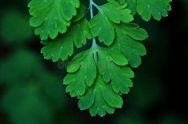 蕨类植物叶绿色叶热带背景。雨林