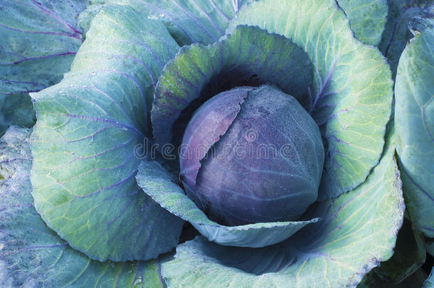 农田里的红卷心菜，可用来切割维生素a、c、k和矿物质钾、锰