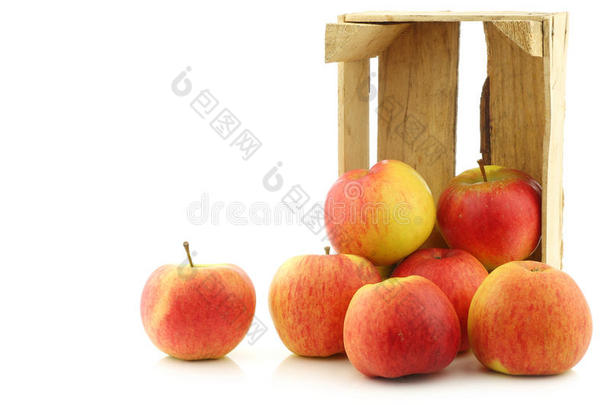 荷兰苹果新品种达林科
