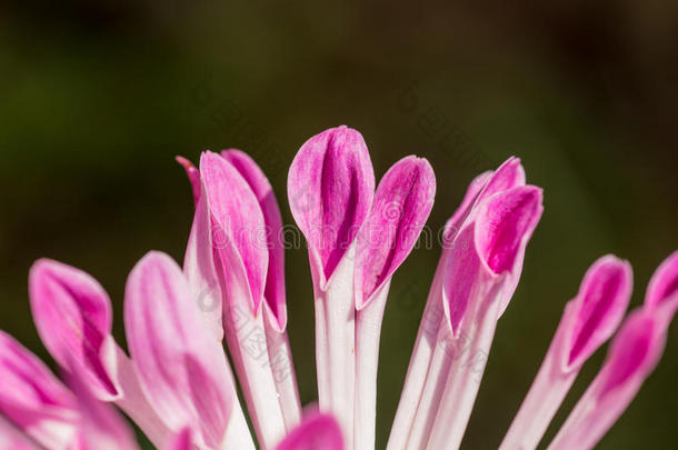 菊花瓣