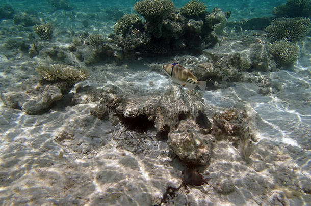 在红海浮潜