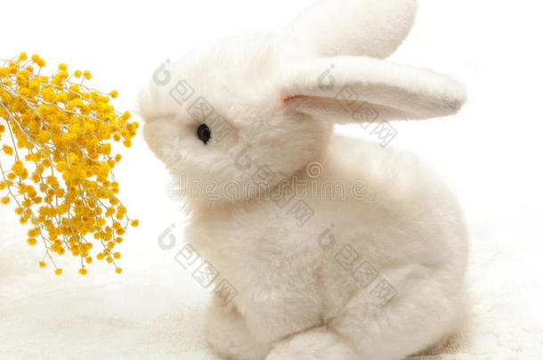 玩具白兔闻含羞草花