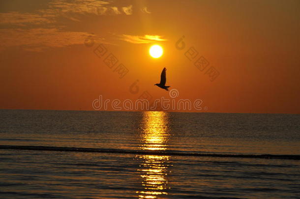 黑海日出海鸥