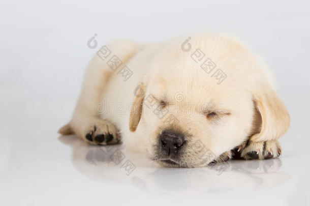 拉布拉多小狗睡在白色发亮的表面上