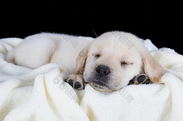 小狗拉布拉多睡在白色毛毯上
