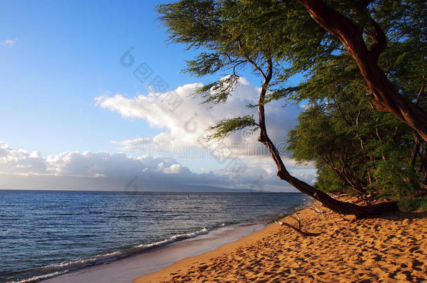 黄昏时分的kaanapali海滩，远处有树木和<strong>拉奈岛</strong>
