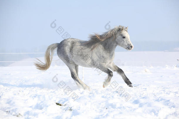 冬季奔跑的威尔士山骏马