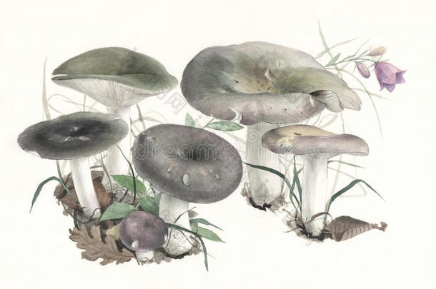 蘑菇红菇/手绘