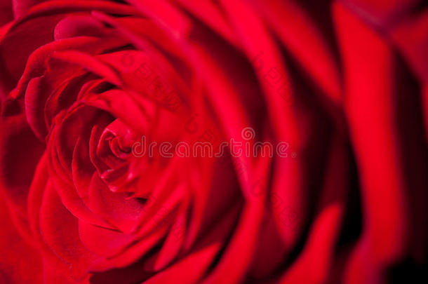 美丽芬芳的爱情红玫瑰