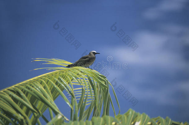 波利尼西亚棕榈树上的鸟