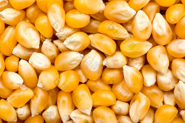 玉米种子详情